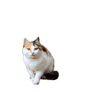 A Beautiful Calico Cat Sitting On Rocky Ground Against A Textured Rustic Wall. 16253 - Cat PNG image with transparent background
